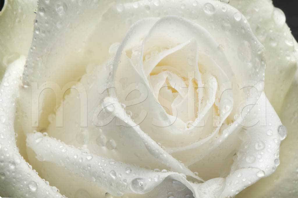 Фотообои Белая роза с каплями росы