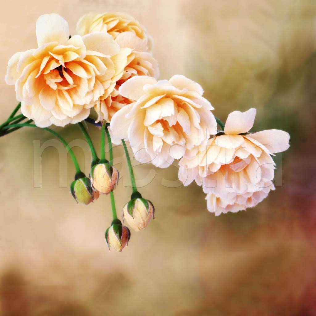 Фотообои Нежные цветы