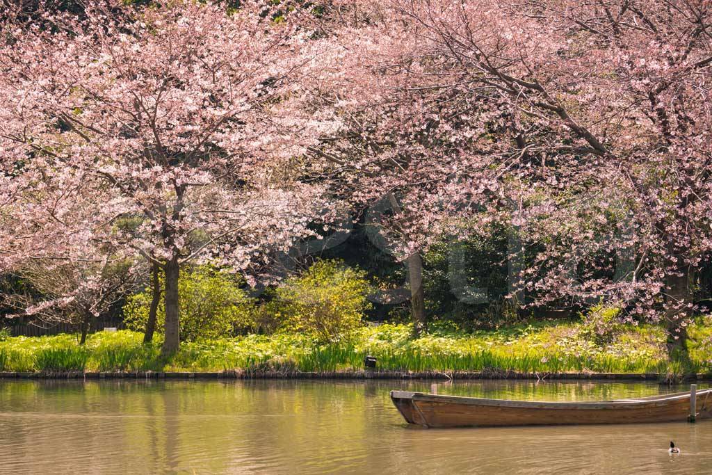 Фотообои Бескрайние сады сакуры в Японии