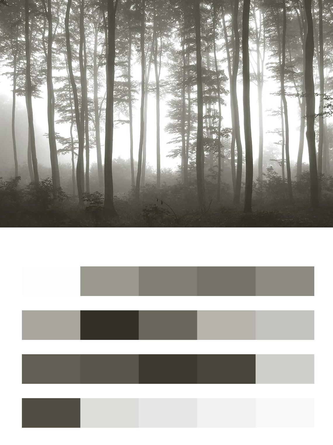Туманный лес цвета