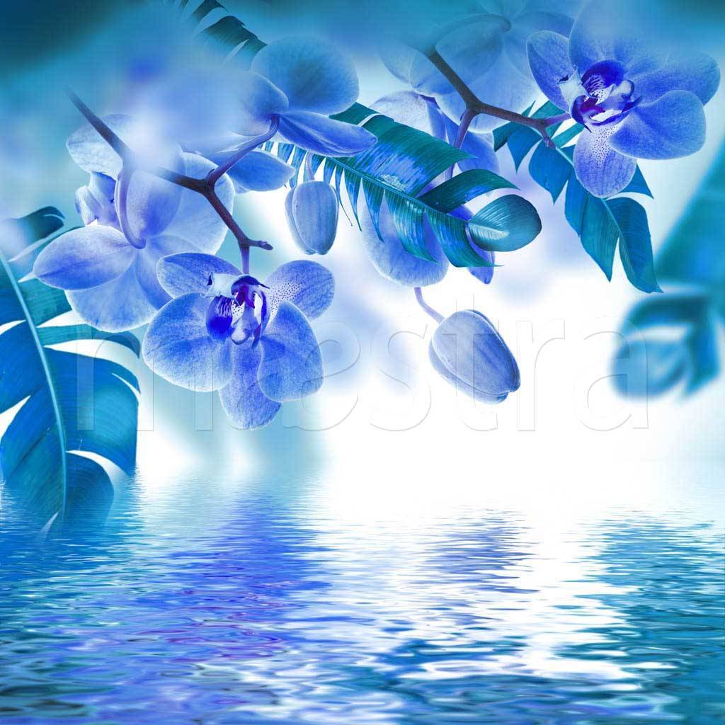 Фотообои Ветки синей орхидеи над водой