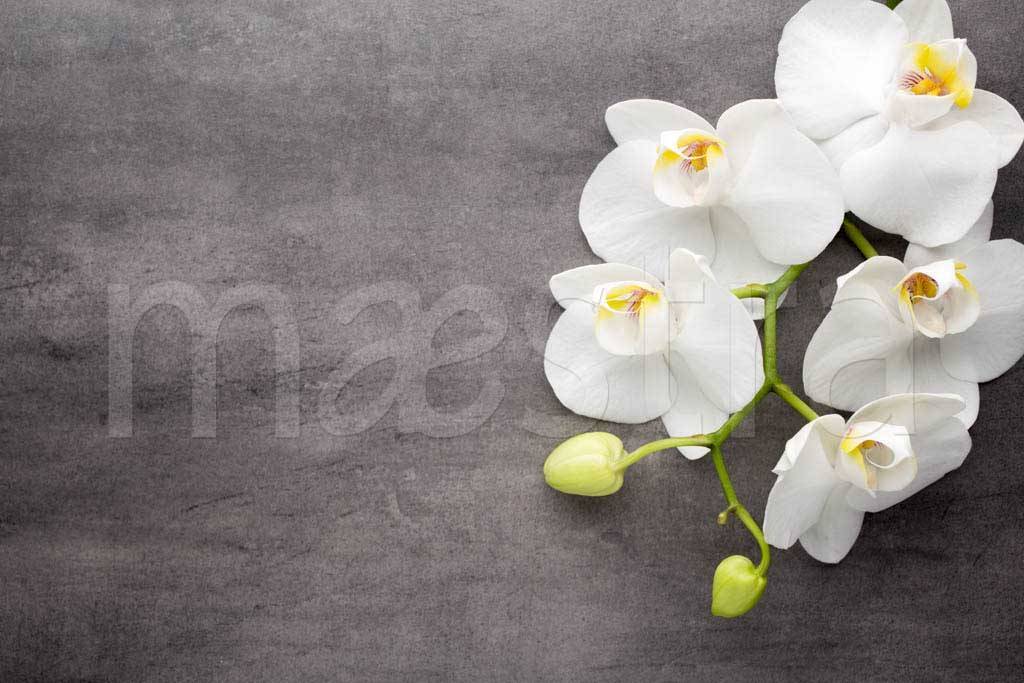 Фотообои Белая орхидея на сером фоне