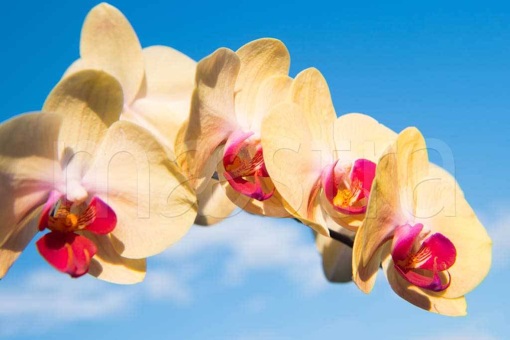 Фотообои Желтая орхидея на фоне неба