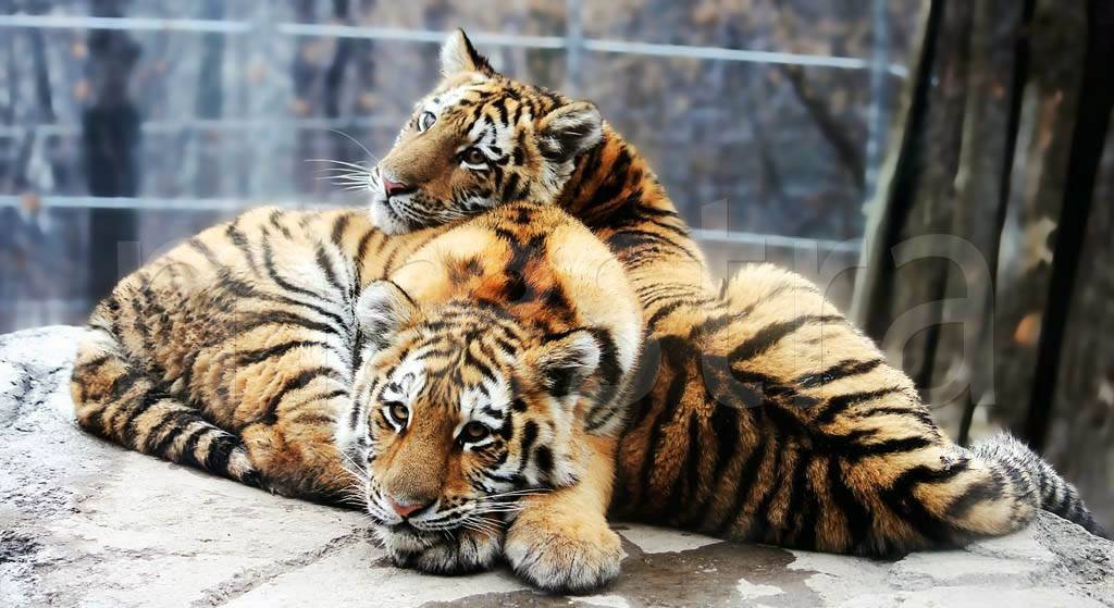 Фотообои Два тигра
