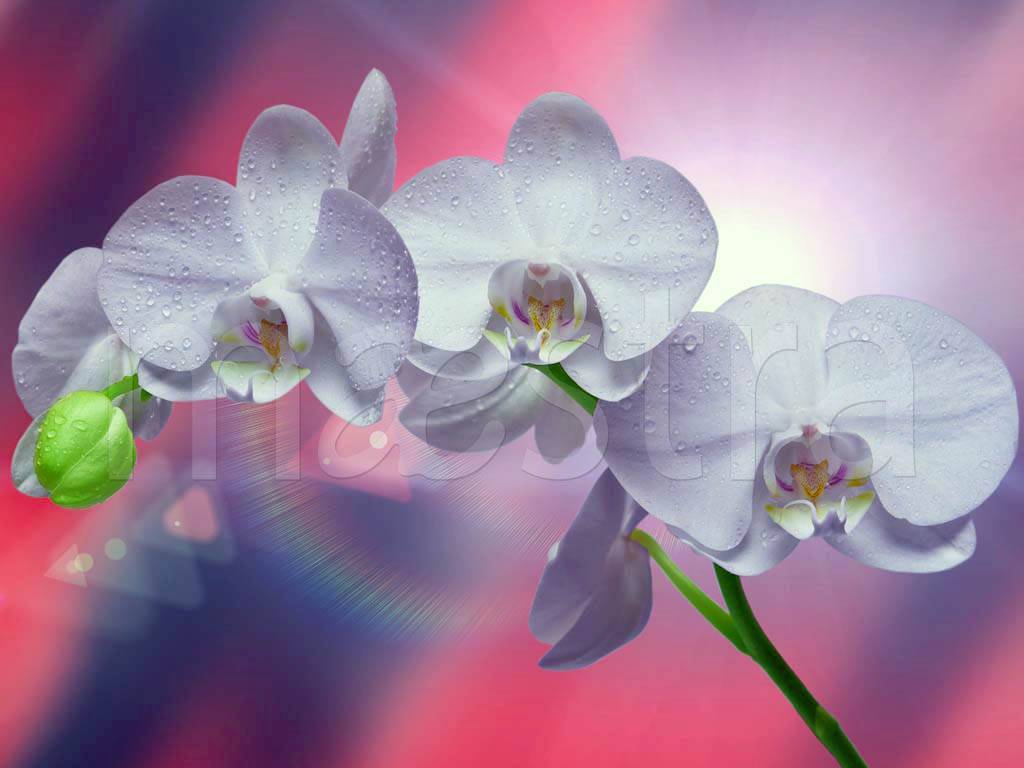 Фотообои Голубая орхидея