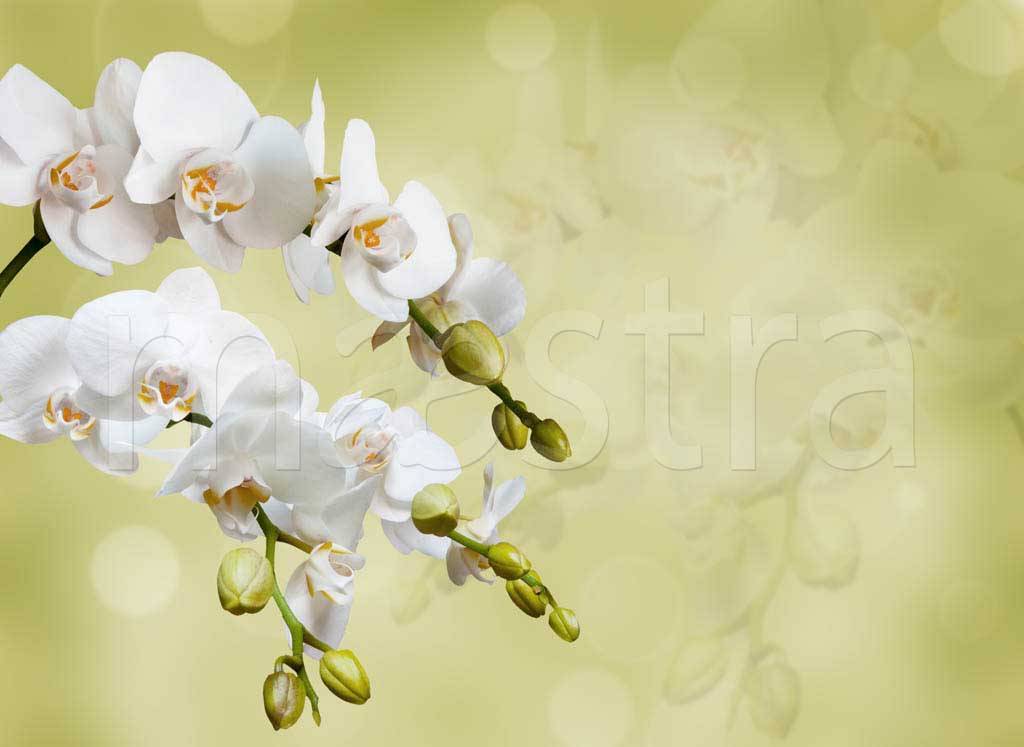 Фотообои Белая орхидея на светло зеленом фоне
