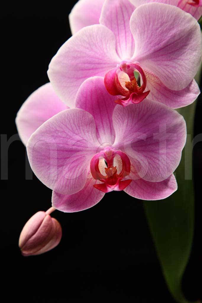 Фотообои Орхидея вертикальная