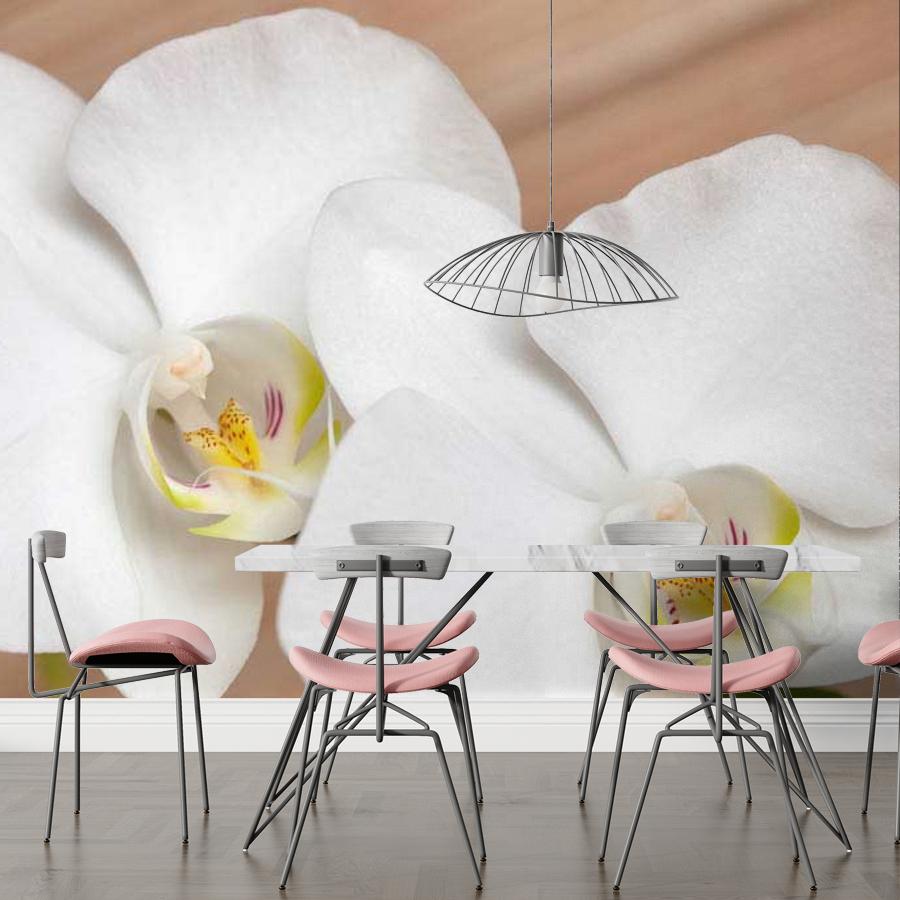 фотообои белая орхидея изящная 10-160