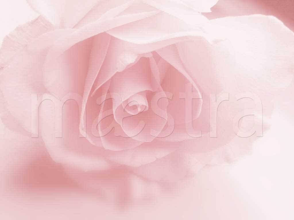 Фотообои Нежная роза видная