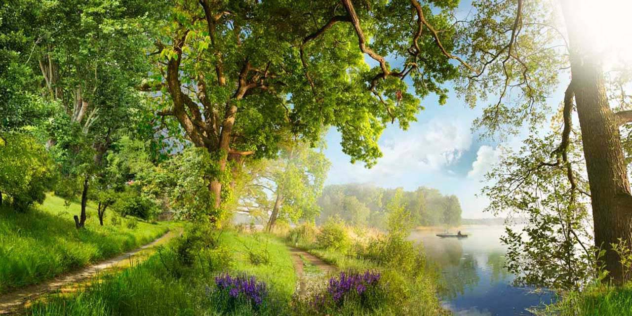 фотообои лес с солнцем 7-234