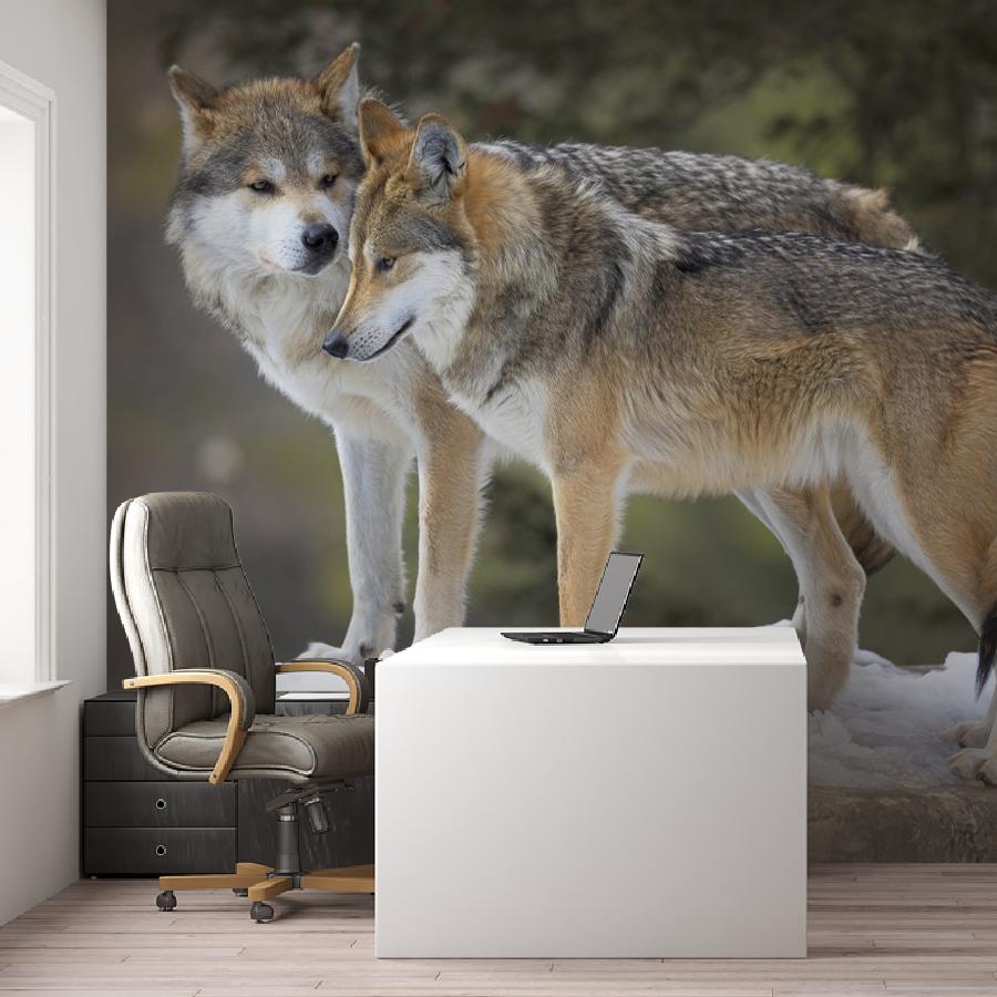 фотообои волки. двое. 9-2068