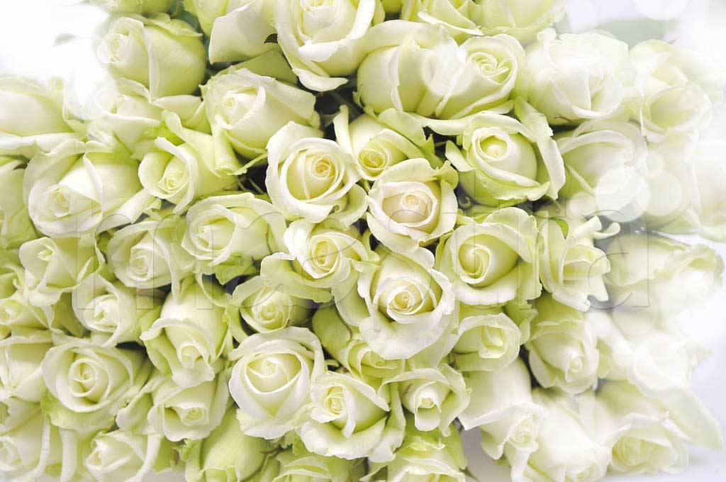 Фотообои Букет белых красивых роз