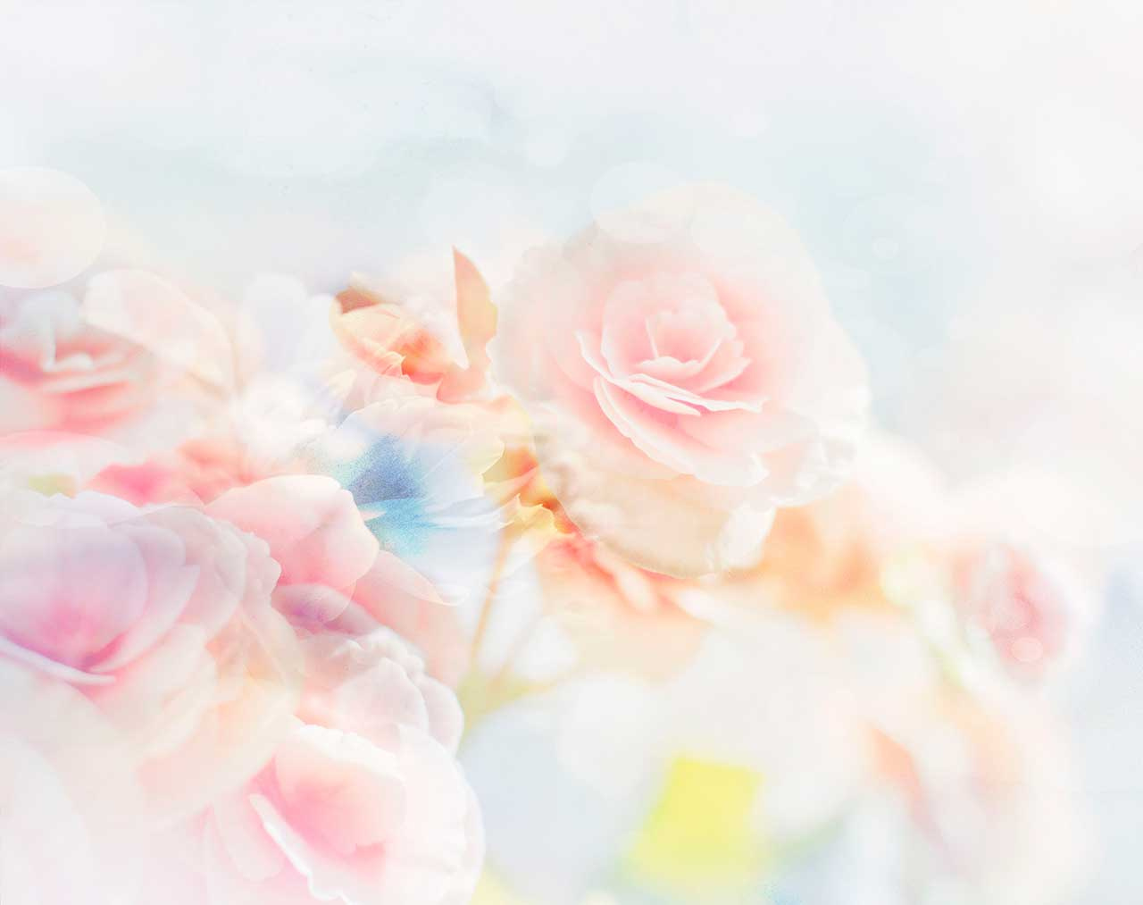 Фотообои Красивые розы, абстракция