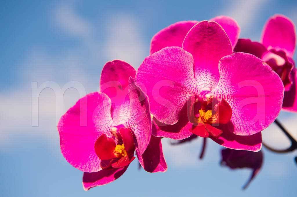 Фотообои Розовая орхидея на фоне неба