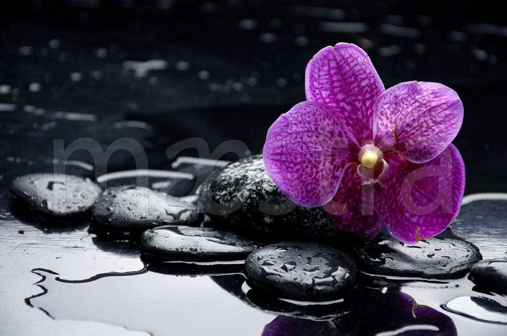 Фотообои Цветок орхидеи на черном фоне