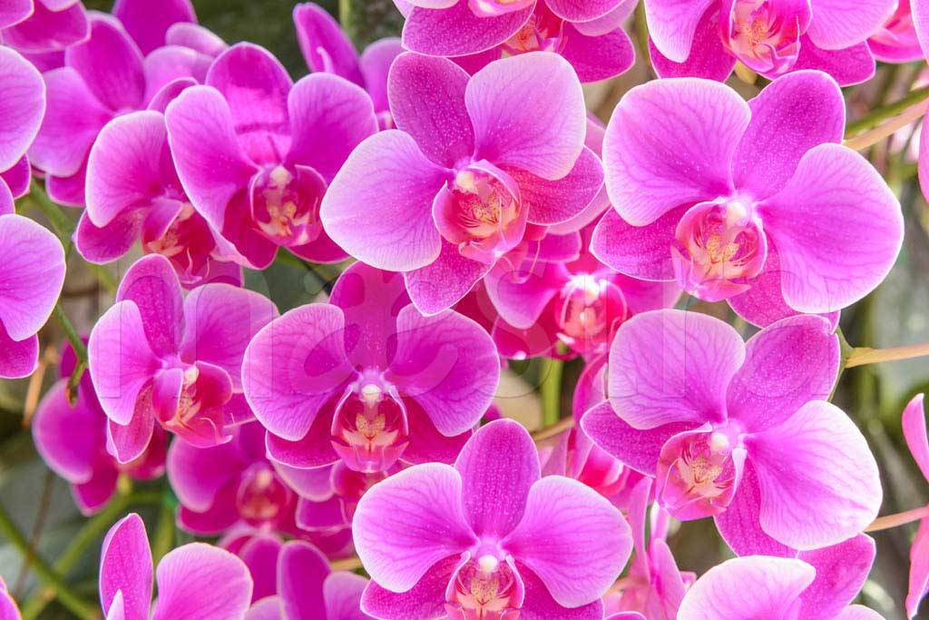 Фотообои Букет из орхидей
