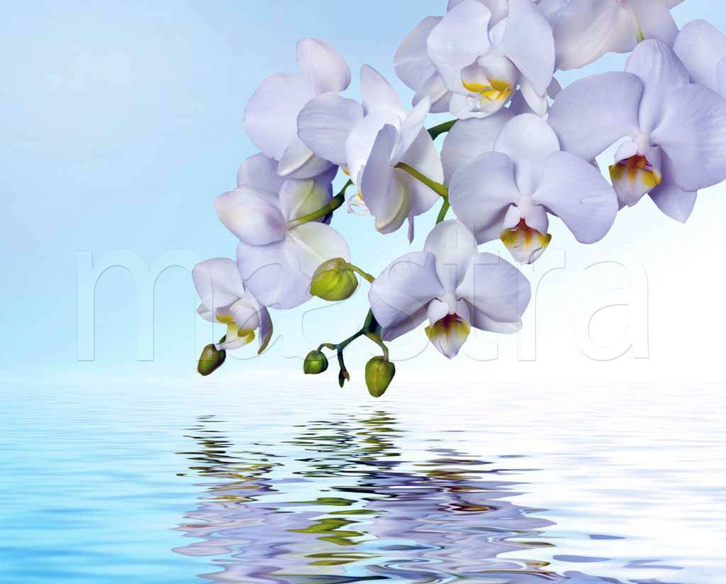 Фотообои Ветка белой орхидеи над водой 3д