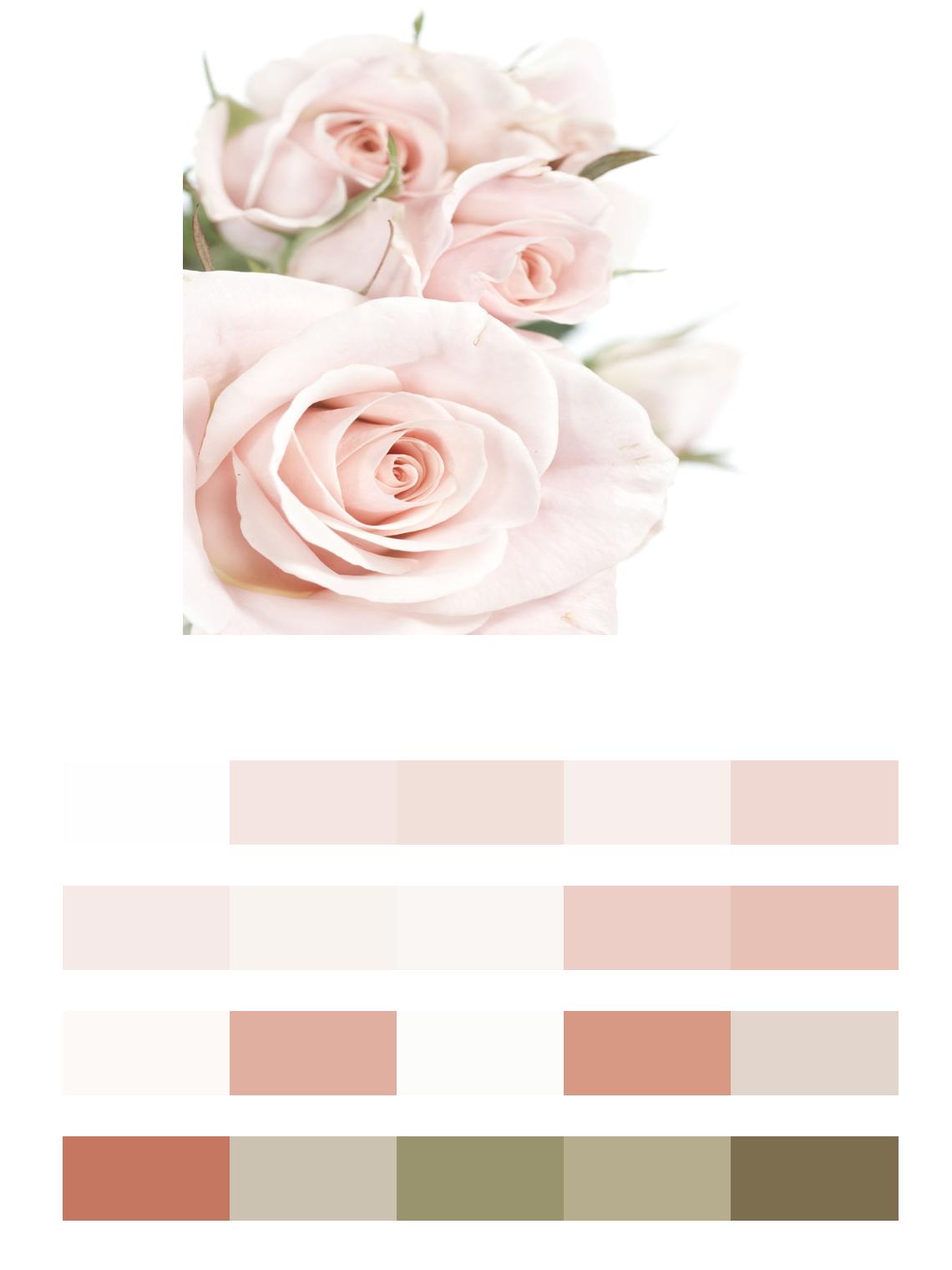 Розовые розы на белом цвета