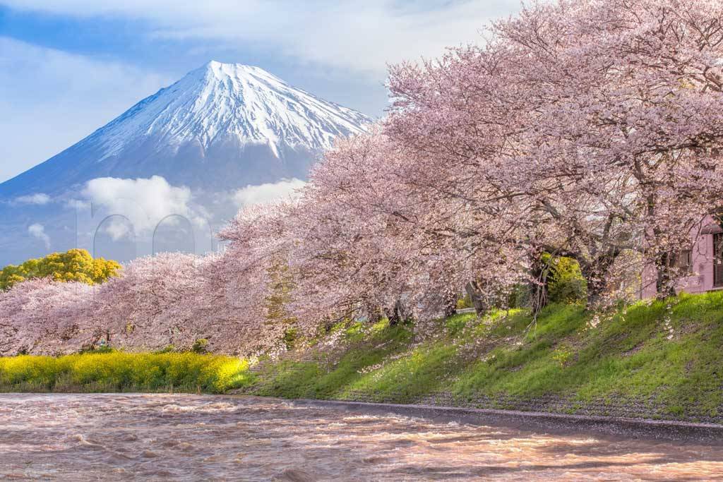 Фотообои Цветущая сакура возле горы Фудзи