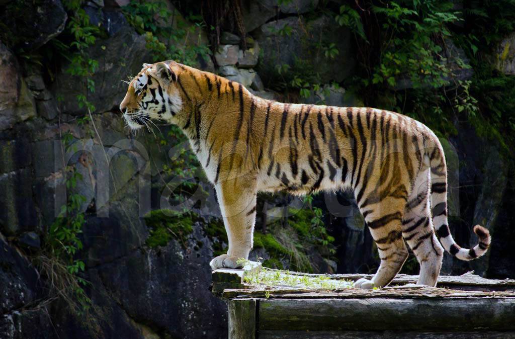 Фотообои Тигр на скале