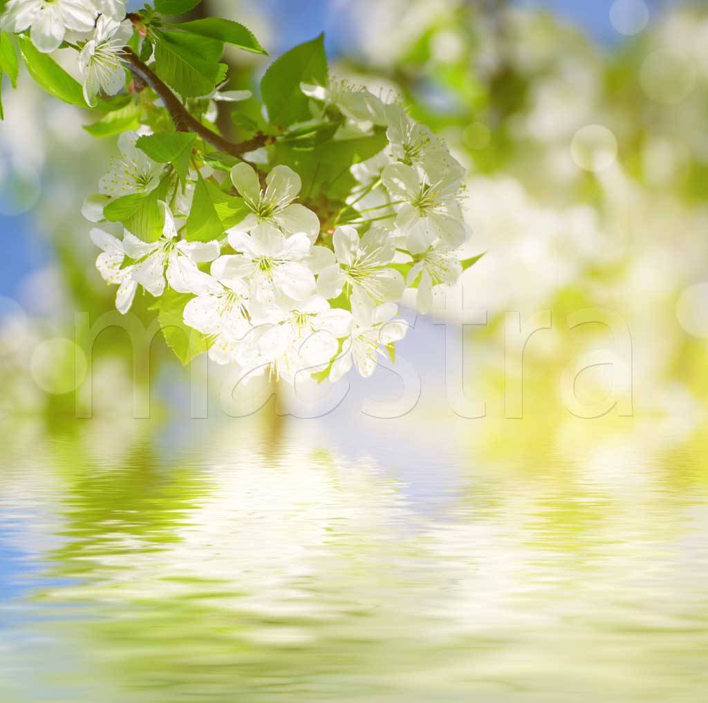 Фотообои Ветка вишни у воды