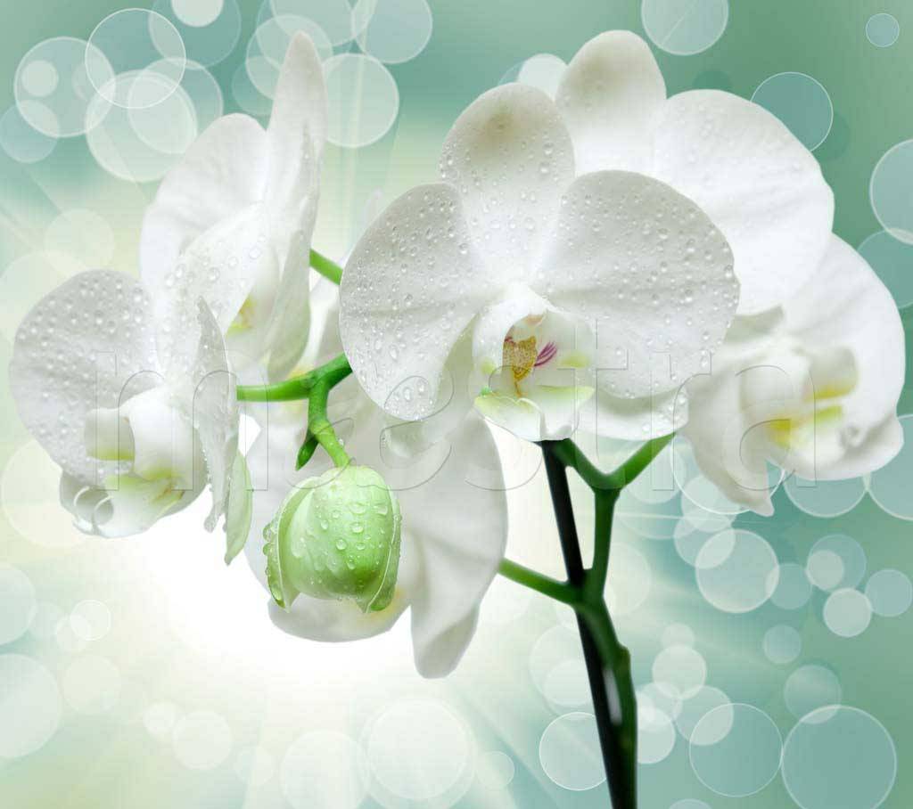 Фотообои Белая орхидея в интерьере