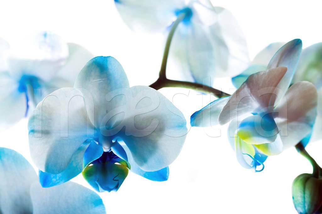 Фотообои Цветок голубой орхидеи 3д