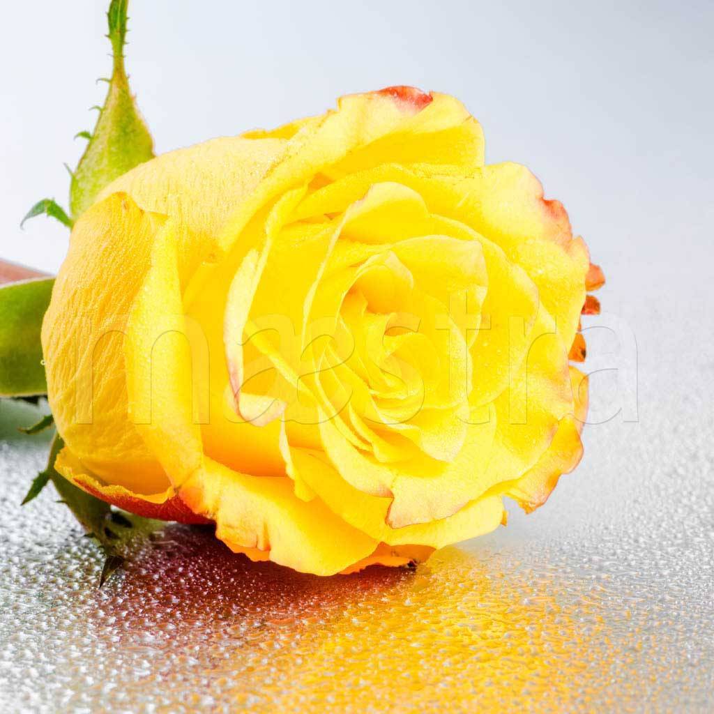 Фотообои Желтая роза в каплях