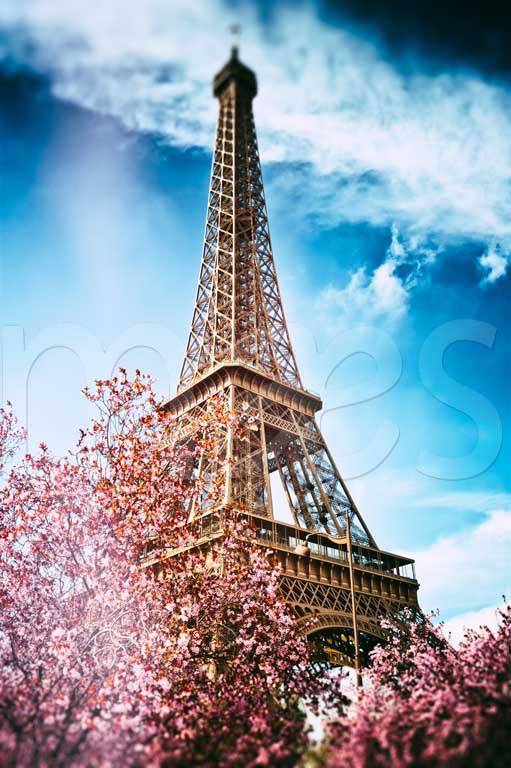 Фотообои Эйфелева башня в цветущих деревьях