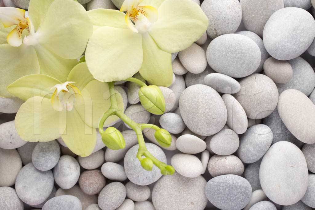 Фотообои Светлая орхидея на камнях