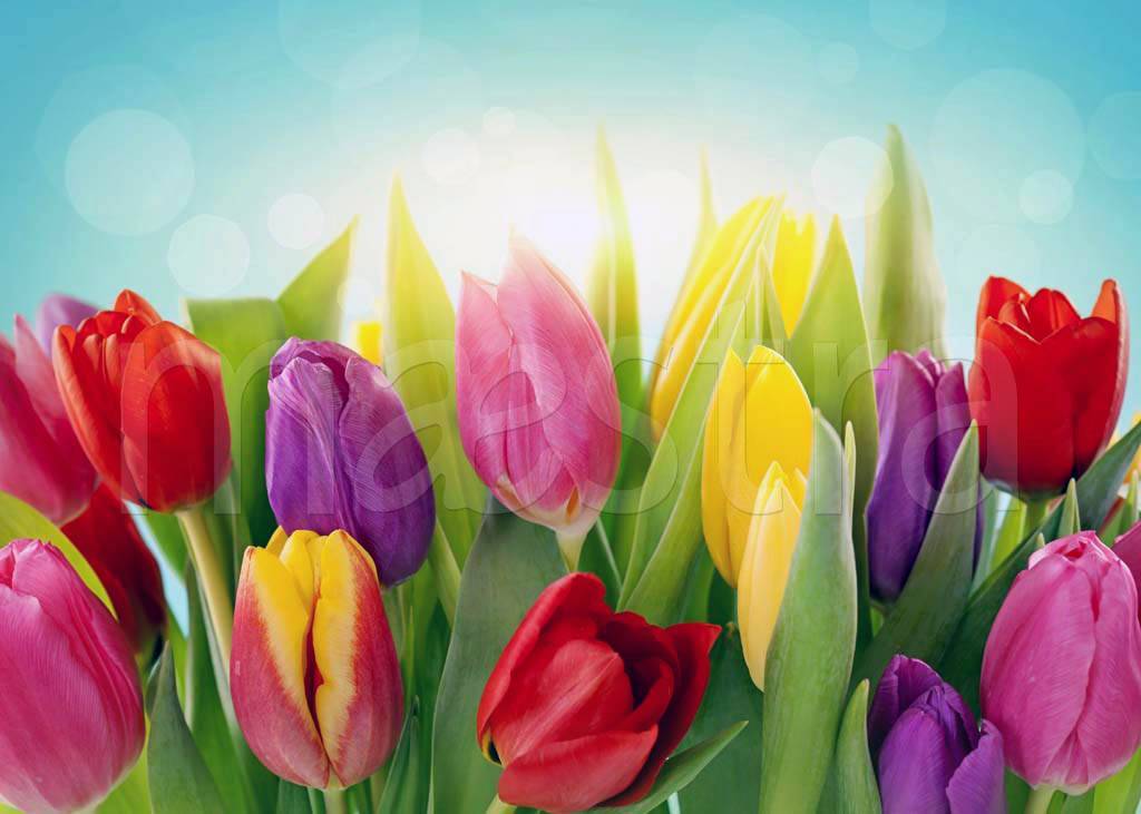 Фотообои Яркие тюльпаны