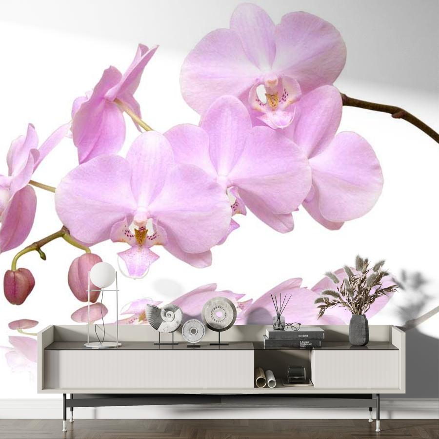 фотообои ветка орхидеи на светлом фоне 10-150