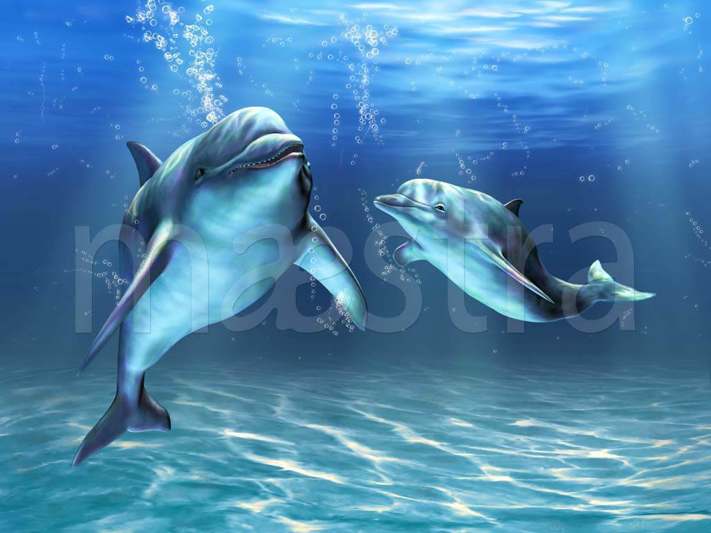 Фотообои Два дельфина под водой