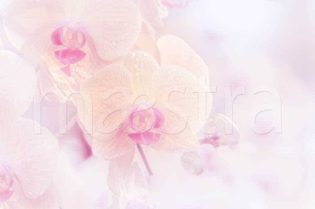 Фотообои Ветка орхидеи светлая, абстракция