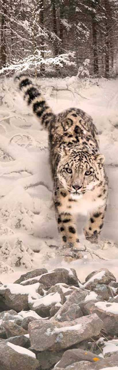 Фотообои Леопард в снежном лесу