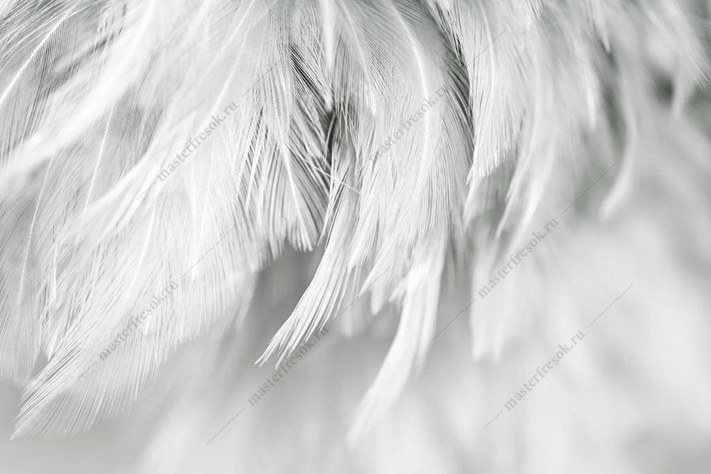 Фотообои Фон из белых перьев
