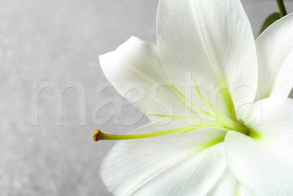 Фотообои Цветок белой лилии