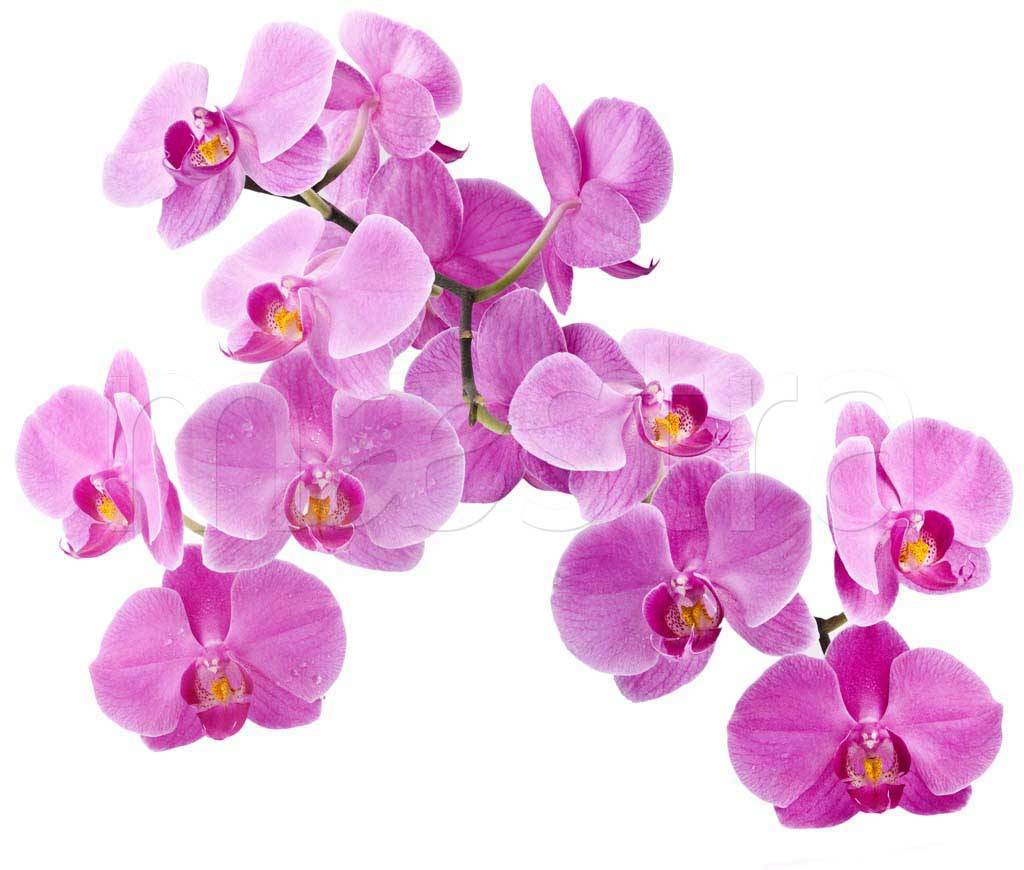 Фотообои Яркая розовая орхидея
