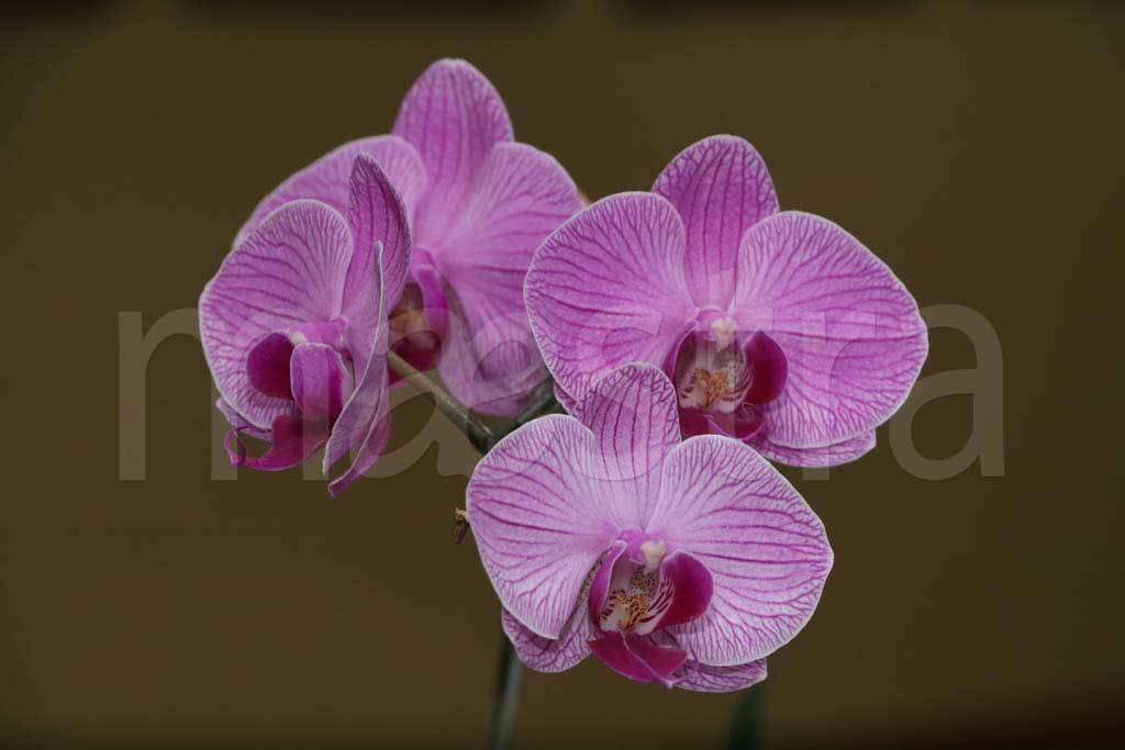 Фотообои Сиреневая орхидея на темном фоне
