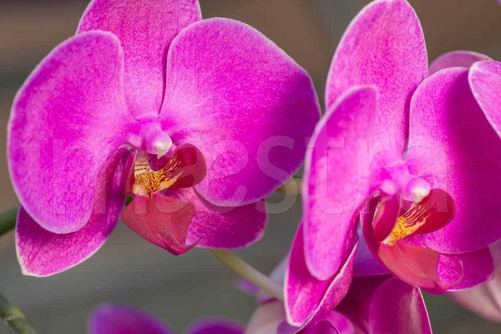 Фотообои Пурпурная орхидея