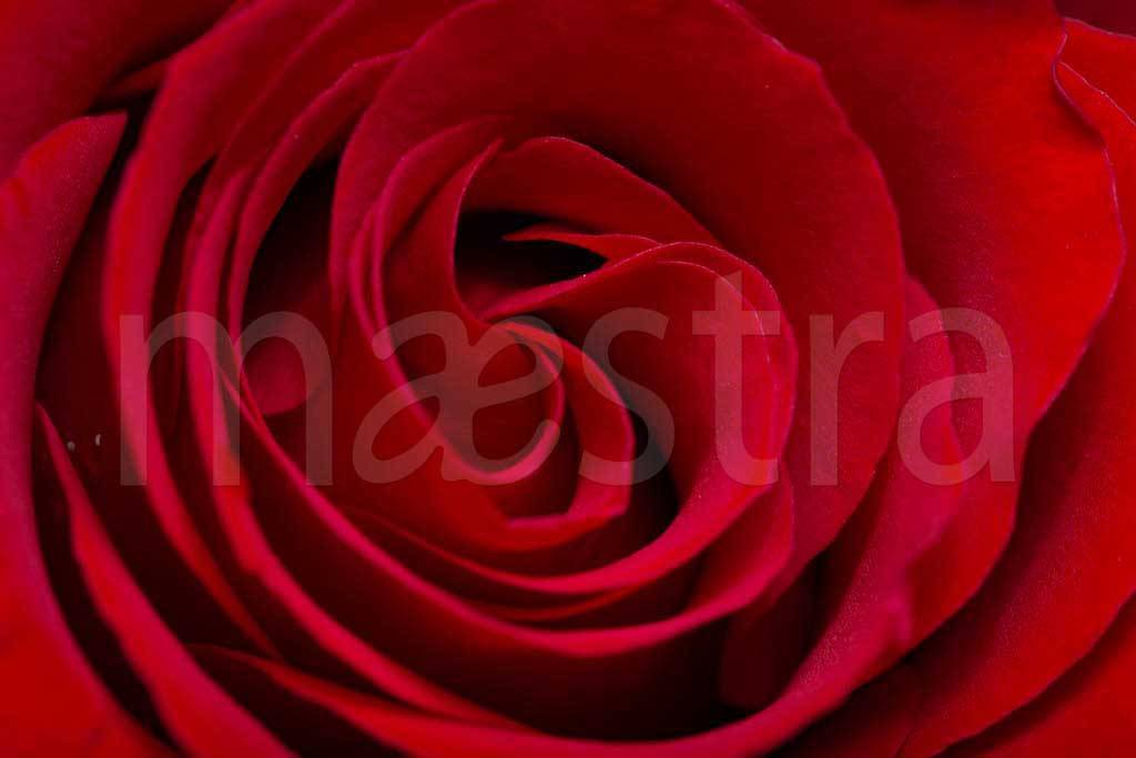 Фотообои Красная роза роскошная