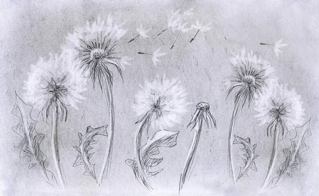 одуванчики летят 15-733