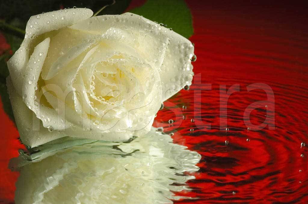 Фотообои Белая роза на воде с красным цветом