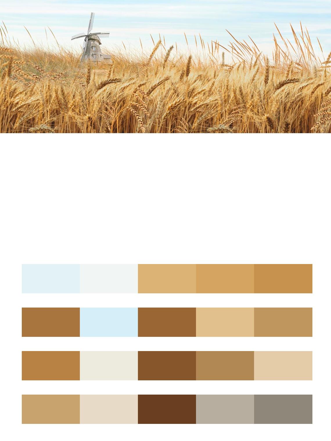 Пшеничное поле цвета