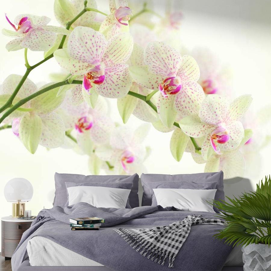 фотообои белая орхидея с розовым пигментом 10-164