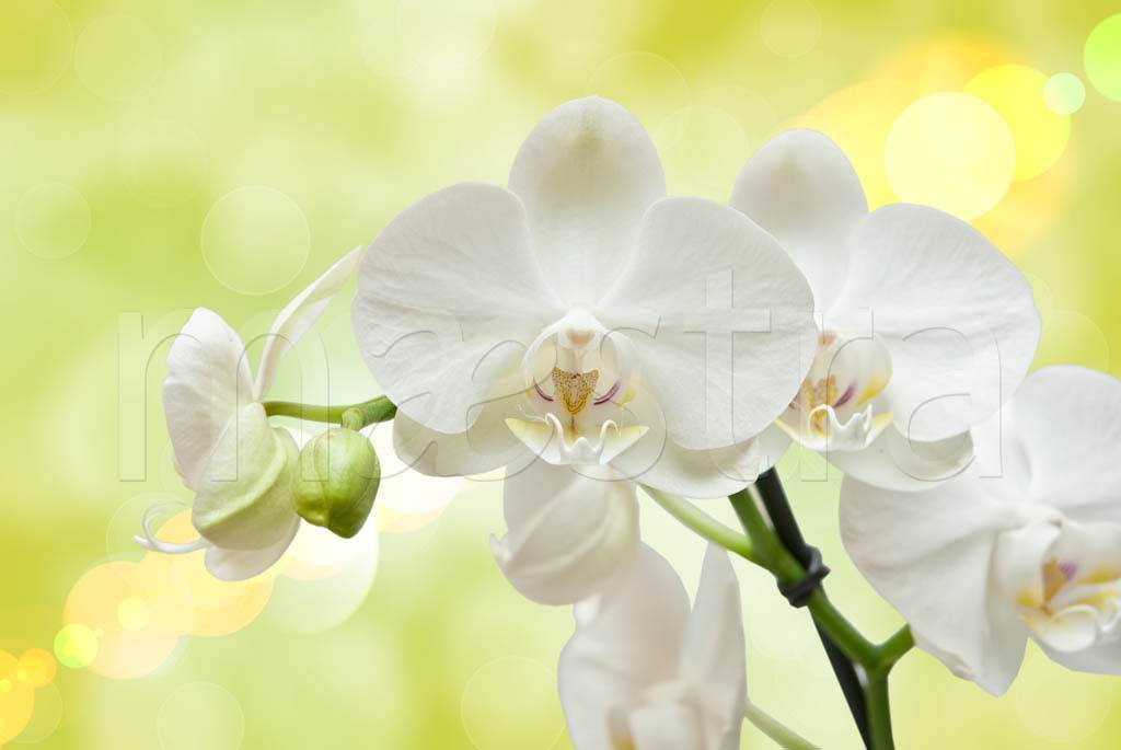 Фотообои Белая орхидея на зеленом фоне