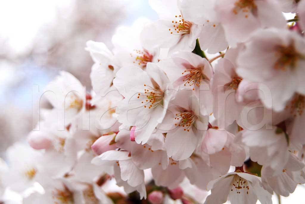 Фотообои Цветение сакуры
