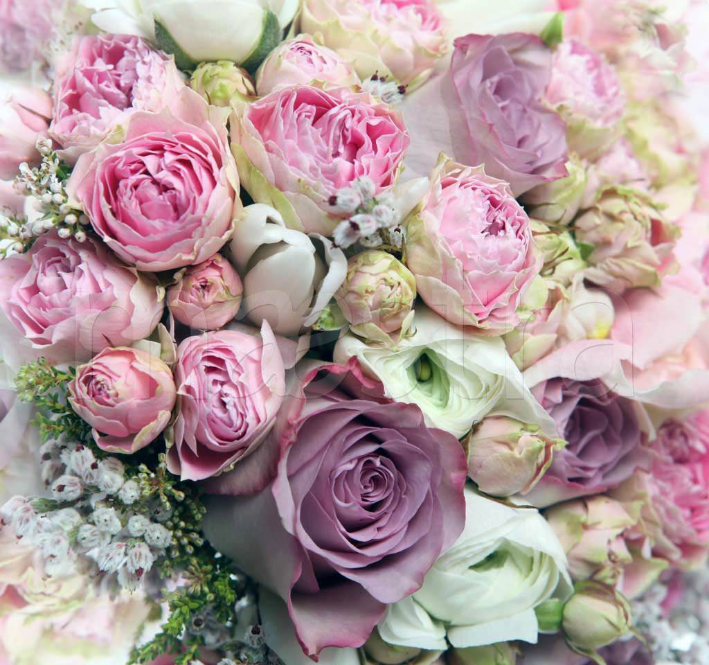 Фотообои Нежные розовые розы