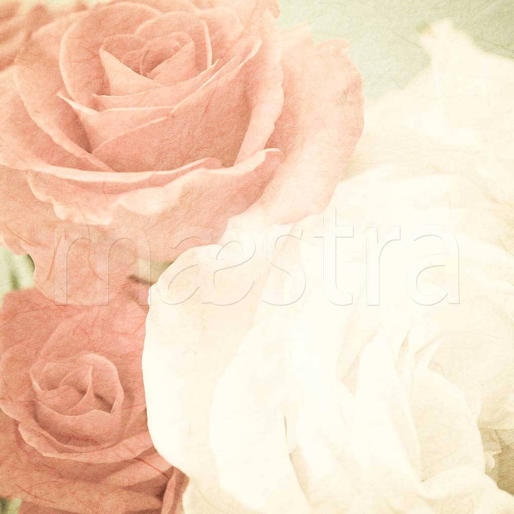 Фотообои Нежные розы