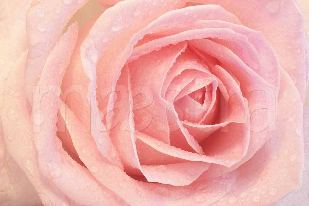 Фотообои Розовая роза с каплями росы